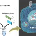 癌症治疗的新途径:开发同步多基因编辑技术