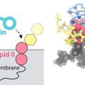 科学新闻：揭示改变游戏规则的抗生素替ixobactin的技巧