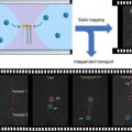 胶体纳米镊子是先进粒子操作的新工具