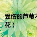 受伤的芦苇不开花全文阅读（受伤的芦苇不开花）