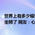 世界上有多少蟑螂可以当宠物（神奇一幕！南方的蟑螂都有坐骑了 网友：心疼锦鲤）