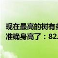 现在最高的树有多高（今日最新更新 年龄约400岁 中国树有准确身高了：82.6米 比27层楼还高）