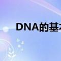 DNA的基本单位是什么（有什么组成）