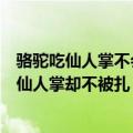 骆驼吃仙人掌不会被扎吗（骆驼为什么能吃长满刺的荆棘和仙人掌却不被扎）