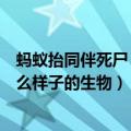 蚂蚁抬同伴死尸（蚂蚁为什么会搬同伴的尸体他们到底是什么样子的生物）