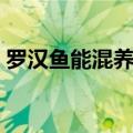 罗汉鱼能混养吗当然可以（罗汉鱼能混养吗）