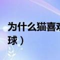 为什么猫喜欢玩毛线球（为什么小猫爱玩毛线球）