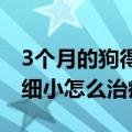 3个月的狗得了细小怎么办（两三个月狗狗得细小怎么治疗）