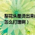 梨花头是烫出来的还是剪出来的（我是学生、刚烫了梨花头怎么打理啊）