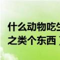 什么动物吃生米不消化（什么动物不吃酵米面之类个东西）