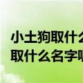 小土狗取什么名字好一点（我有一只小土狗要取什么名字呢）