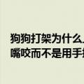 狗狗打架为什么上嘴咬而不是上手挠（狗狗打架为什么是上嘴咬而不是用手挠）