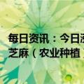 每日资讯：今日涨跌停分析：31只涨停股，11只跌停股，黑芝麻（农业种植）11天6板；通达动力（特高压）5连板