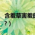 含羞草害羞的原理（含羞草害羞的原因是什么?）